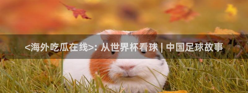 高血糖可以吃籽瓜吗