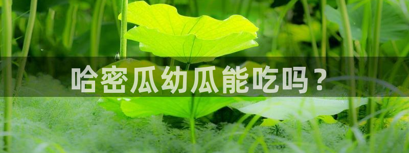 718.sⅹ吃瓜718.sx:哈密瓜幼瓜能吃吗?